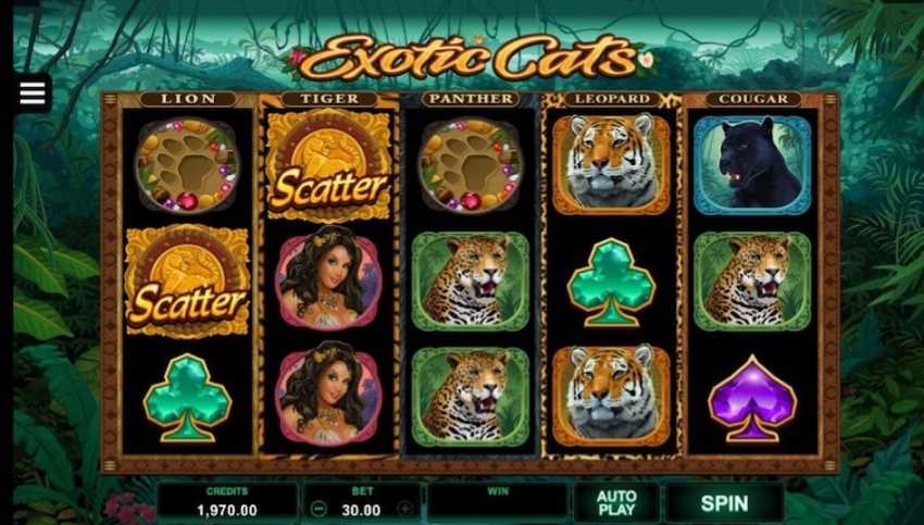 Exotic Cats Slot Review